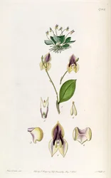 Lepanthes tridentata